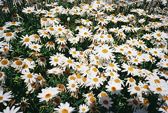Fujifilm 400 Color Negative (1 roll)